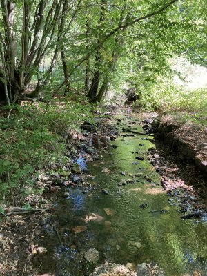 Les Amis de la Forestière