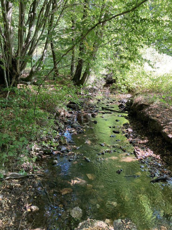 Les Amis de la Forestière